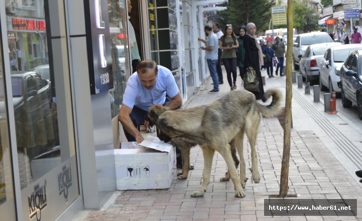 Gümüşhaneli esnaf sokak hayvanlarının kahramanı