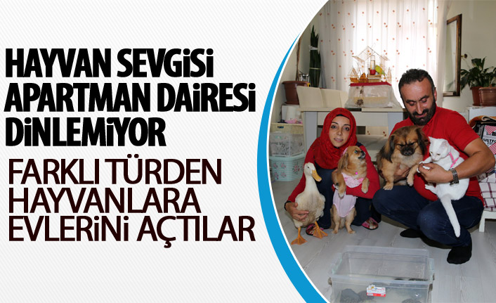 Apartman dairesinde farklı türden hayvanlar besliyorlar