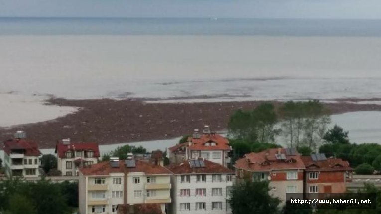 Ordu'da fındık adası!