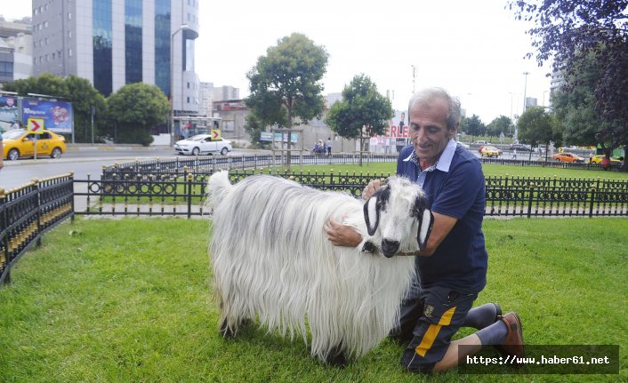 Rizeli'nin keçi ile dostluğu... Kurban için aldı ama...