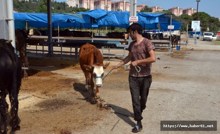 Huysuzlanan kurbanlık dereye uçtu