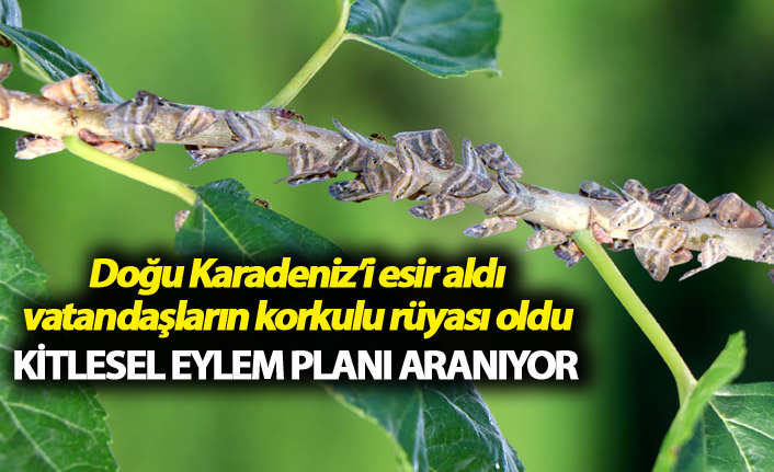 Doğu Karadeniz'i esir aldı - Kitlesel eylem planı aranıyor