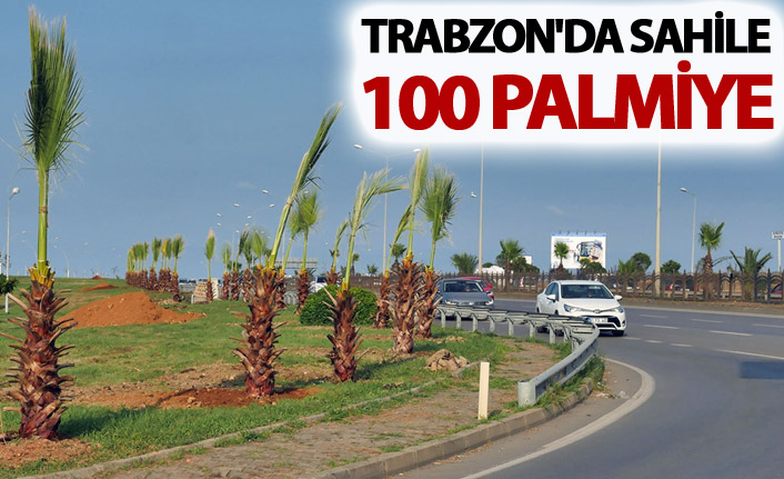 Trabzon'da sahile 100 palmiye