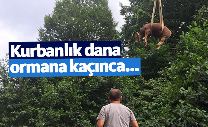 Kurbanlık dana ormana kaçınca...