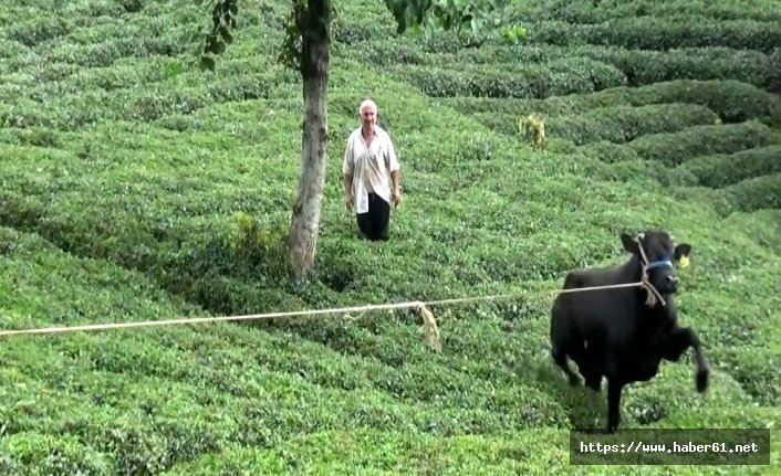 Rize'de kaçan kurbanlık önce sahibini yaraladı sonra...