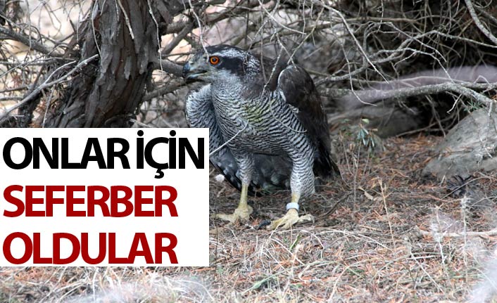 Gümüşhane'de yaban hayatı seferberliği