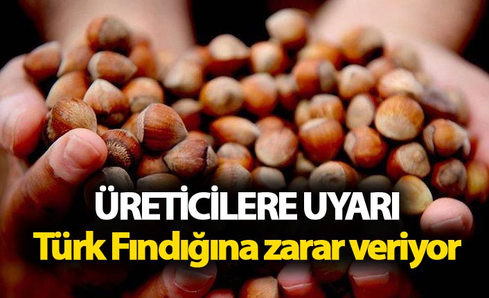 Üreticilere uyarı - Türk Fındığına zarar veriyor