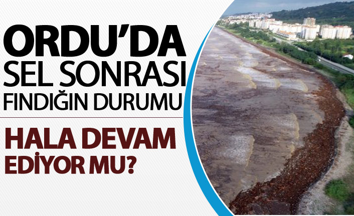 Ordu'da sel sonrası fındığın durumu