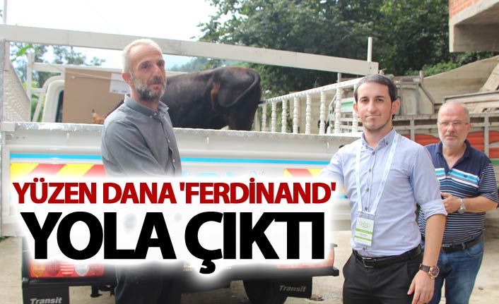 Yüzen dana 'Ferdinand' yola çıktı