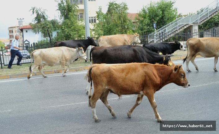 Samsun'da inekler yola çıktı