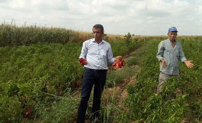 Tarlaları fareler istila etti, çözüm için 1 ton zehirli buğday gönderildi