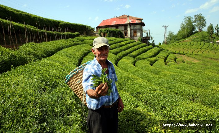 Karadeniz'de üretiliyor kilosu 4 bin lira!