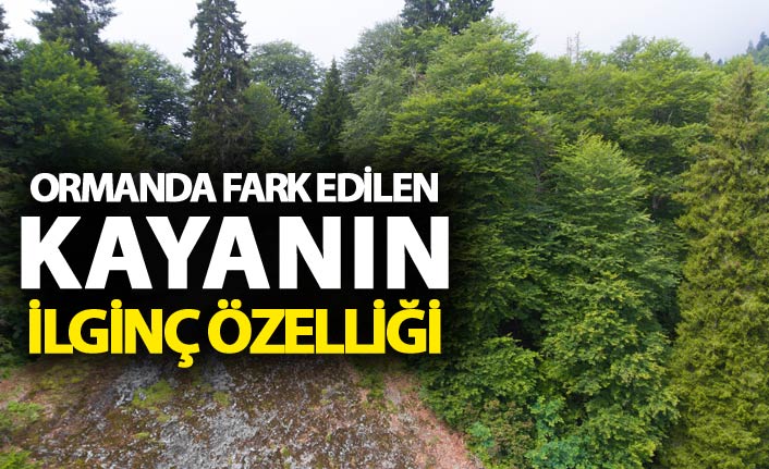 Ormanda fark edilen kayanın ilginç özelliği - İlgi görüyor