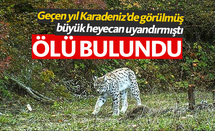 Geçen yıl Karadeniz'de görülmüştü, ölü bulundu