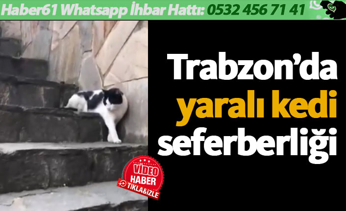 Trabzon'da yaralı kedi için seferber oldular