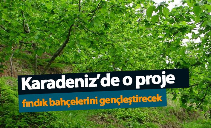 Karadeniz'de o proje fındık bahçelerini gençleştirecek