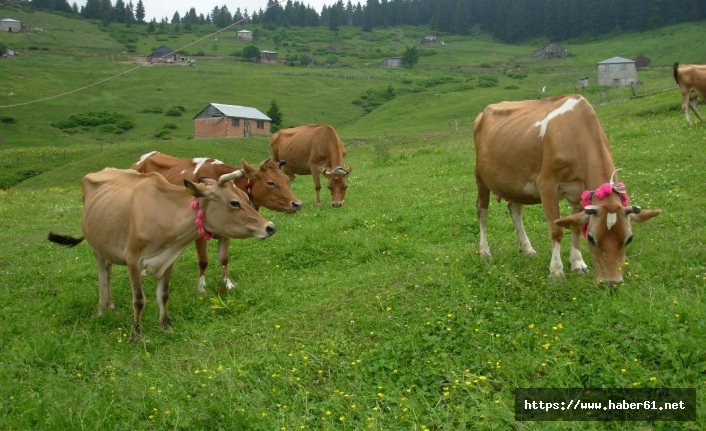 Trabzon'da büyükbaş seferberliği