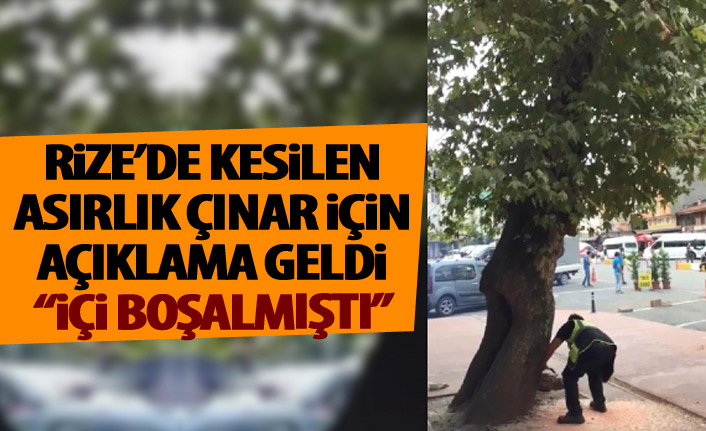 Rize'de kesilen çınar için açıklama geldi