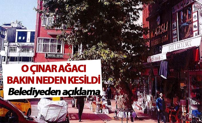 Rize'de o ağaç bakın neden kesildi