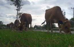 Hayvanlar yol ortasında kaldı, sürücüler korktu