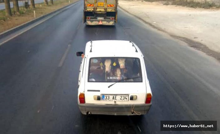 Otomobilin arka koltuğunda 2 tosun taşıdı