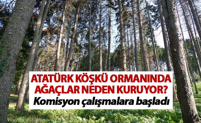 Atatürk Köşkü Ormanı'nda ağaçlar neden kuruyor? - Komisyon çalışmalara başladı