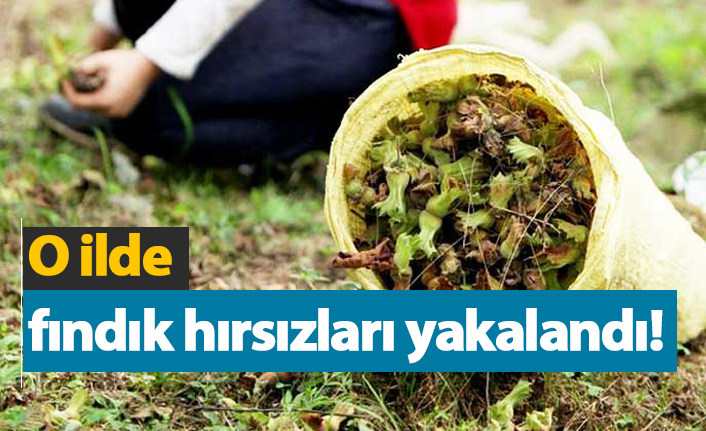 O ilde fındık hırsızları tutuklandı