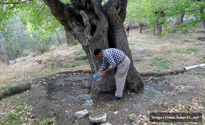 300 yıllık dut ağacı kurumaya başladı