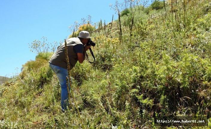 150 yıl sonra Giresun'da görüldü koruma altına alındı