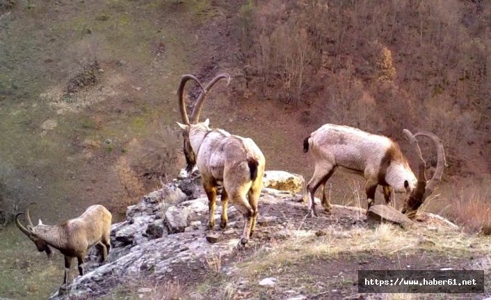 Ordu'nun ‘yaban’ hayatı fotokapanda 