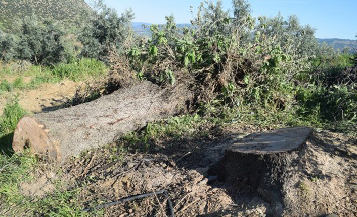 Kocasının kestiği ağacın altında kaldı, hayatını kaybetti