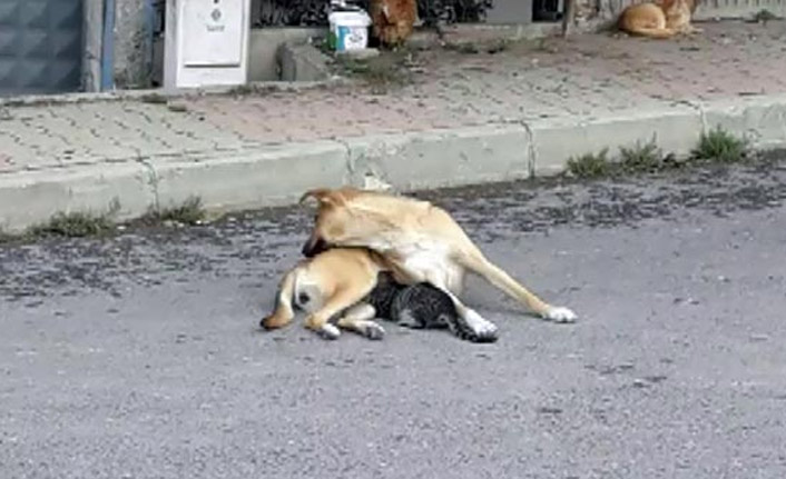 Köpek ile yavru bir kedinin dostluğu görenleri hayrete düşürdü