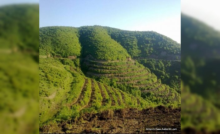 Ordu'ya 700 bin fidan 