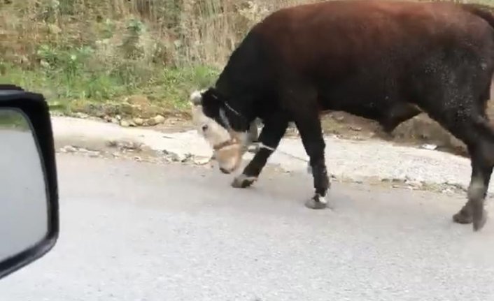 İneklere yapılan işkence gibi uygulama görenleri şok etti 