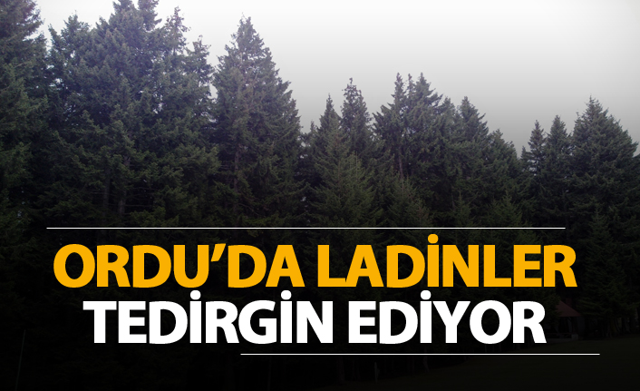 Ordu'da ladinler tedirgin etti