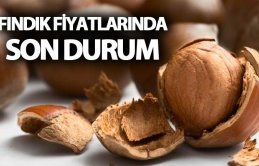 Fındık fiyatlarında son durum – İl İl Fındık fiyatları ne kadar oldu?