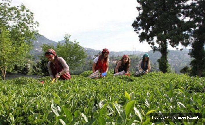 Çay üreticisine 333 milyon liralık ödeme