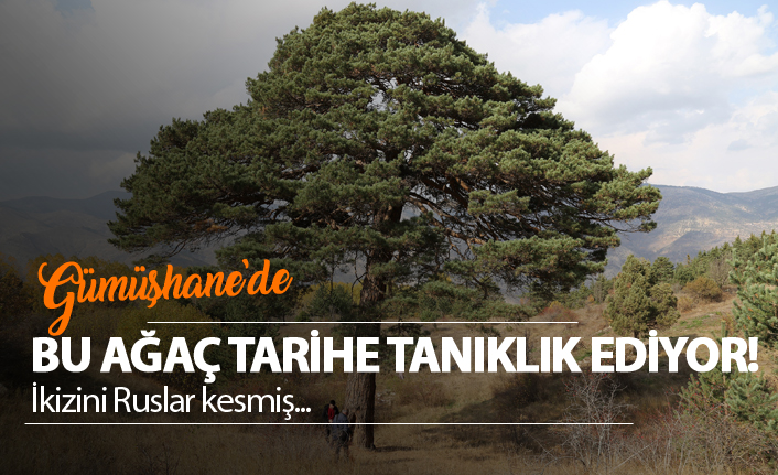 Gümüşhane'de tarihe tanıklık eden ağaç!