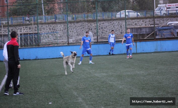 Sahaya giren köpek maça ara verdi