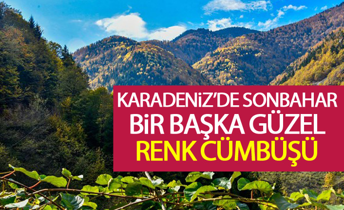 Örümcek ormanlarında renk cümbüşü