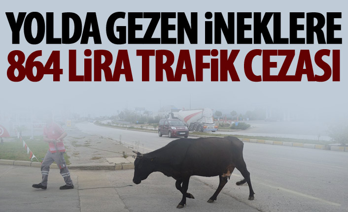 Karayolu’nda gezen ineklere 864 lira ceza 