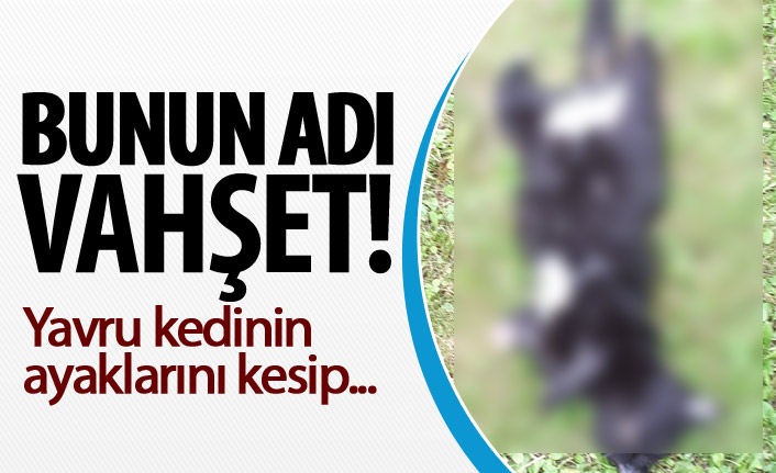 Bunun adı vahşet! Yavru kedinin ayaklarını kesip ödürdüler!