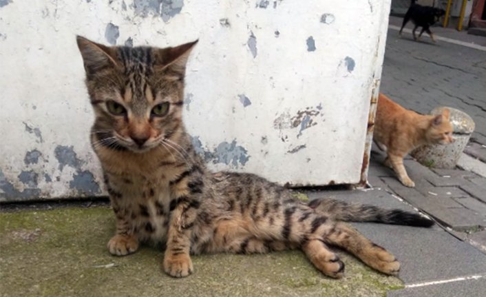 Köpeklerin saldırısına uğrayan yavru kediyi kurtardı