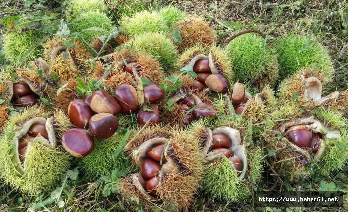  Karadeniz’de fındığa alternatif kestane 