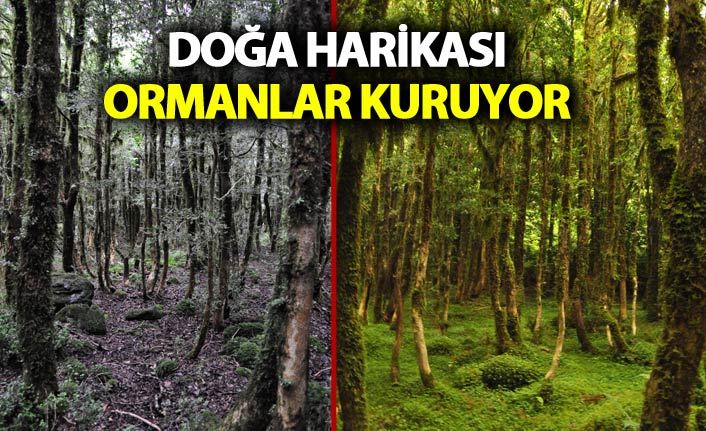 Fırtına Vadisi'ndeki şimşir ormanları kuruma tehlikesi geçiriyor - 09 Kasım 2018