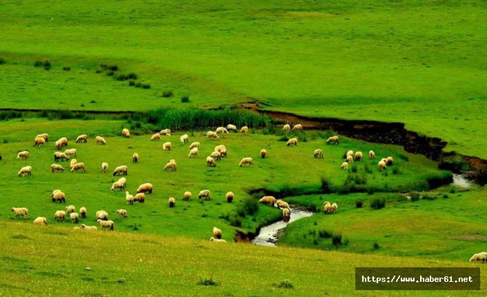 Bu yayla güzelliği ile hayran bırakıyor