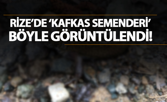 Rize'de 'Kafkas Semenderi' böyle görüntülendi