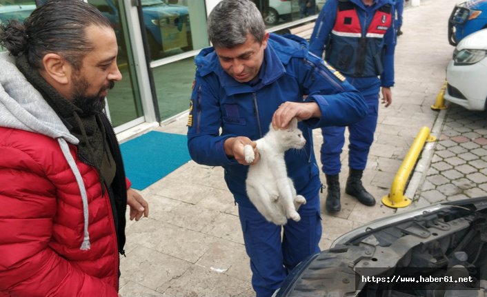 Kediyi ısınmak için girdiği yerden jandarma kurtardı