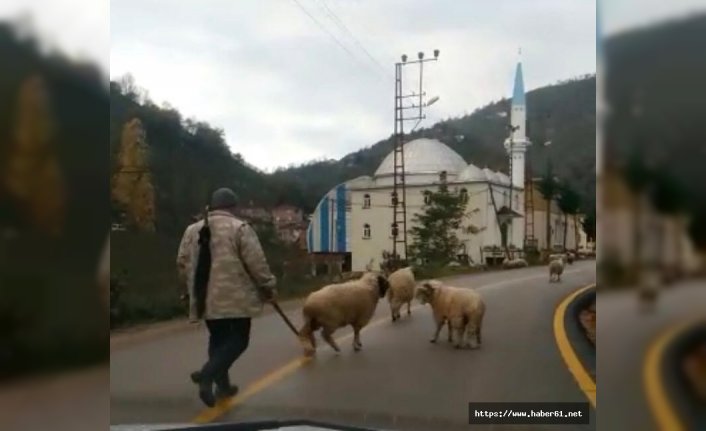 Koyunların boynuzlu aile kavgası kameralarda 