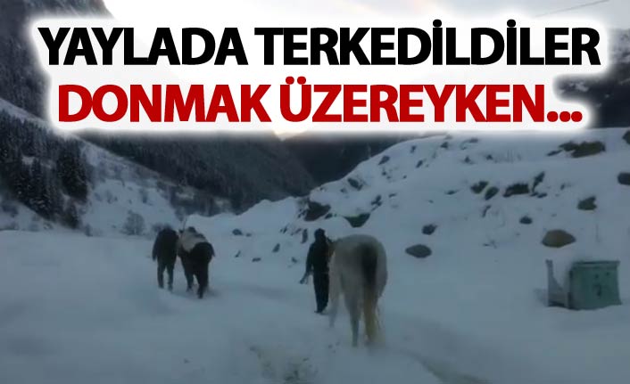 Rize'de donmak üzere olan atlar kurtarıldı